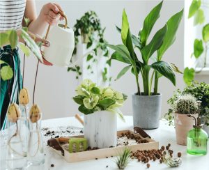 Woman gardeners watering plant in marble ceramic pots on the white wooden table. Concept of home garden. Spring time. Stylish interior with a lot of plants. Taking care of home plants. Template.