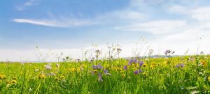Flower field in springtime