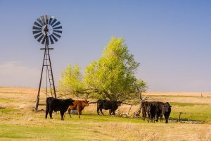 Cattle on ranchland.