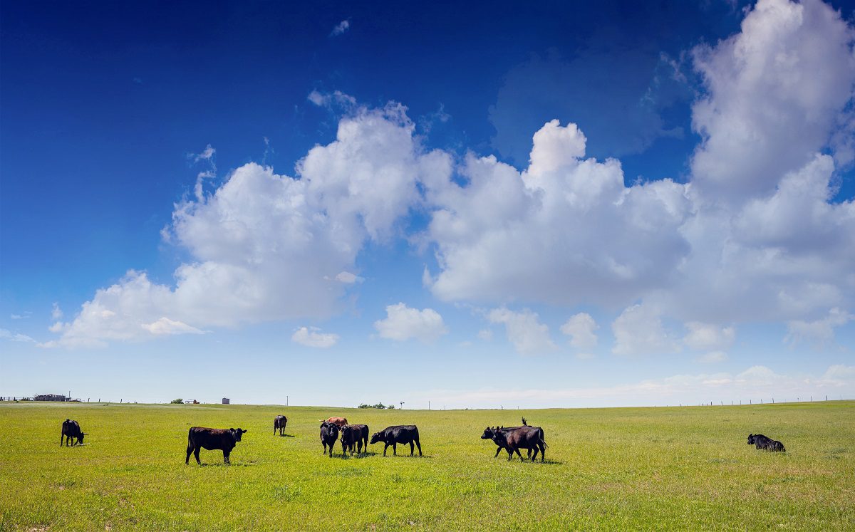 Cows grazing on Texas grassland.